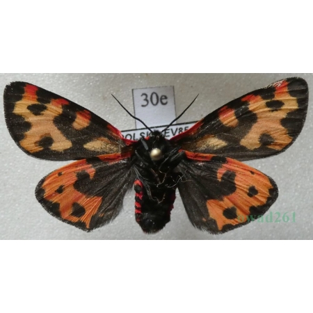 Parasemia plantaginis (Linnaeus, 1758) female reverse Niedźwiedziówka babkówka, misiówka czwórka Poland30e